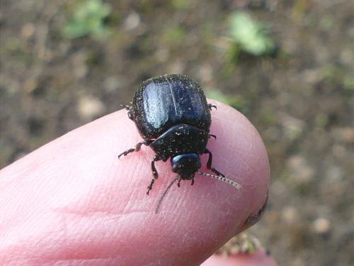 Réf. 268 692 : Chrysolina haemoptera